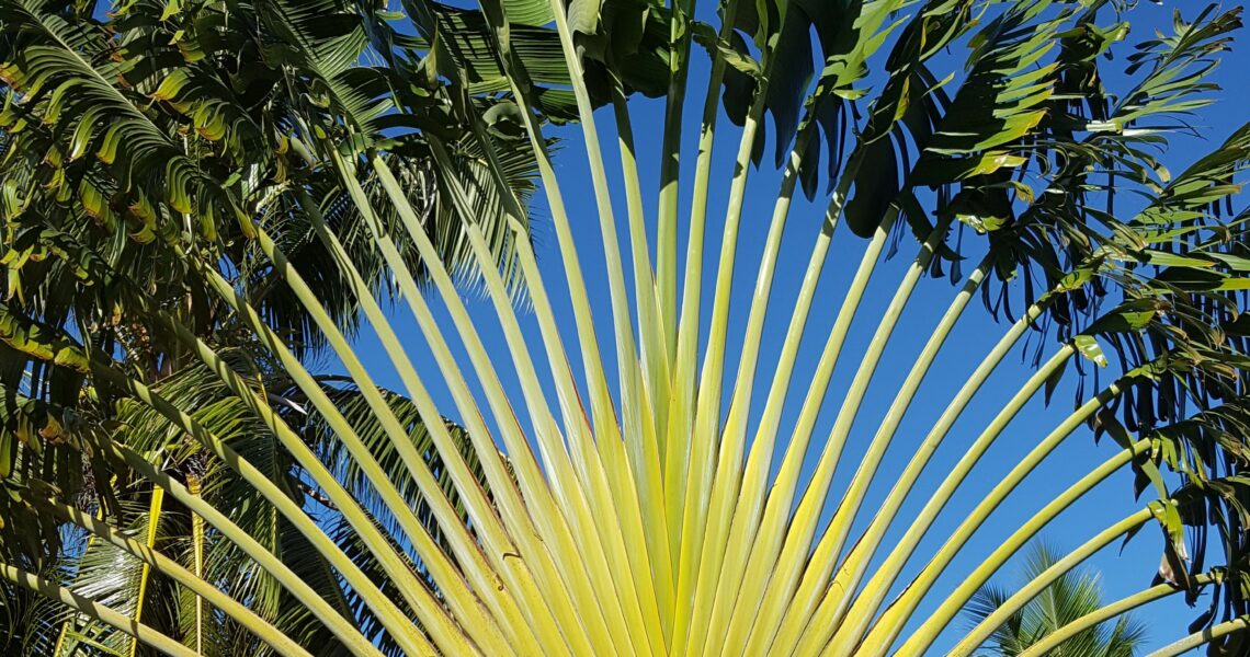 Polynésie Moorea Voyage